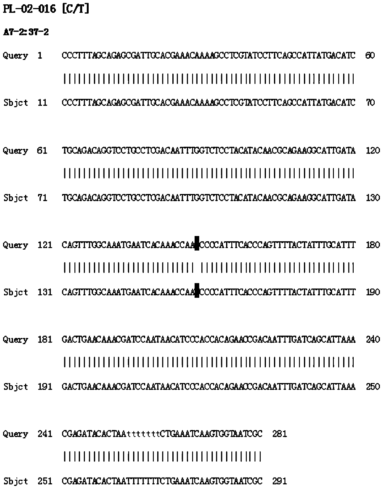 Molecular markers related to ear length traits of millet and their detection primers and applications