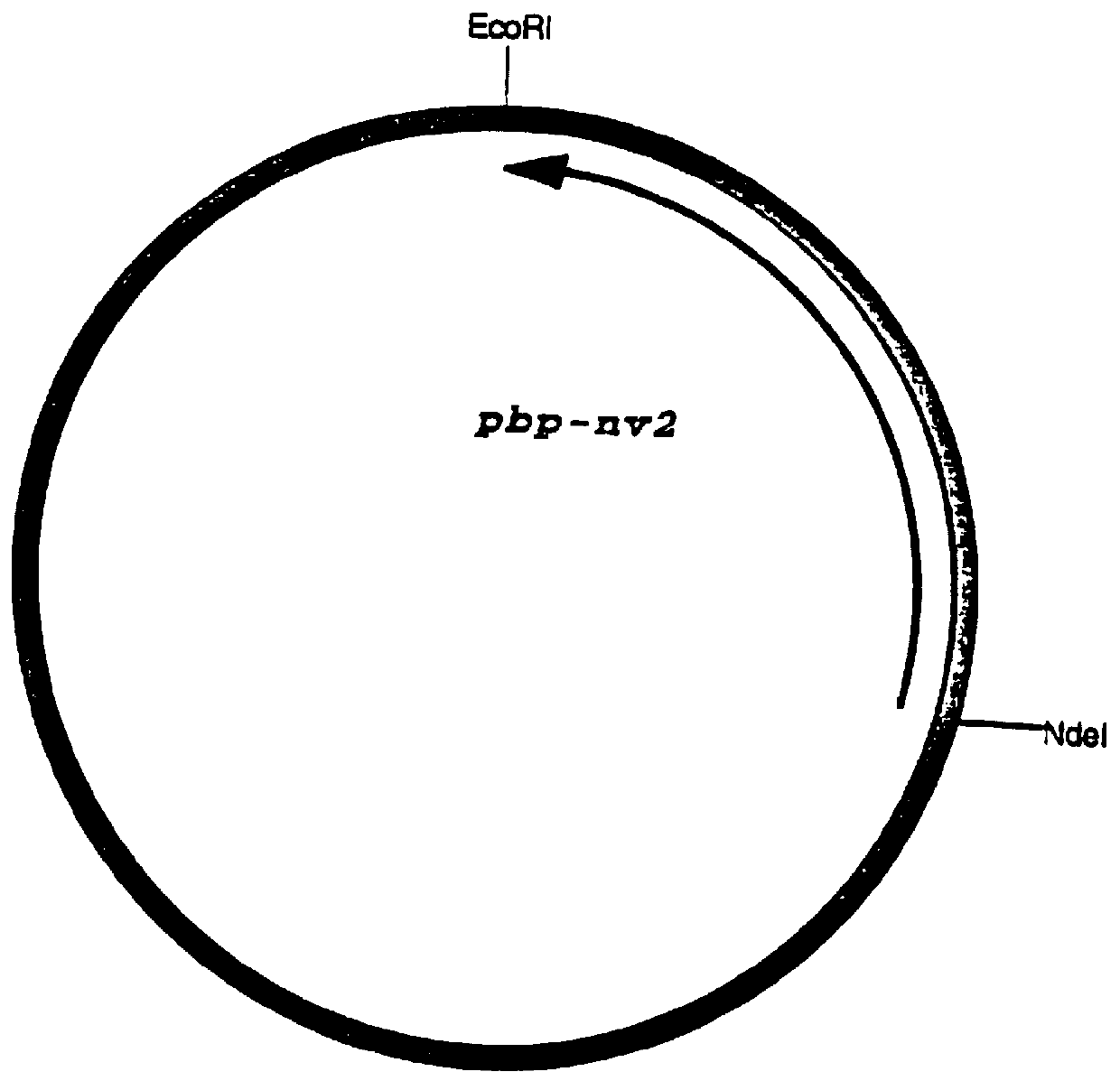 Penicillin binding protein from Streptococcus pneumoniae