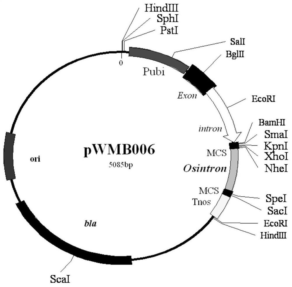 Application of wheat transcription factor WRKY70 gene in regulation and control of plant growth and development