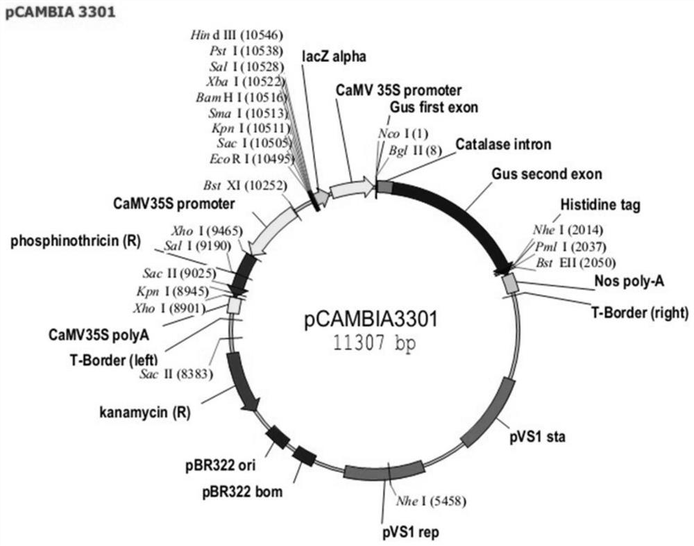 Application of wheat transcription factor WRKY70 gene in regulation and control of plant growth and development