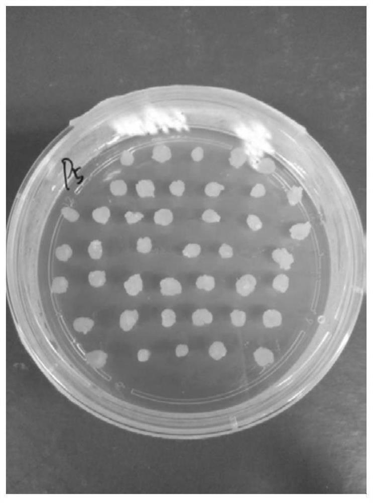 Application of wheat transcription factor WRKY70 gene in regulation and control of plant growth and development