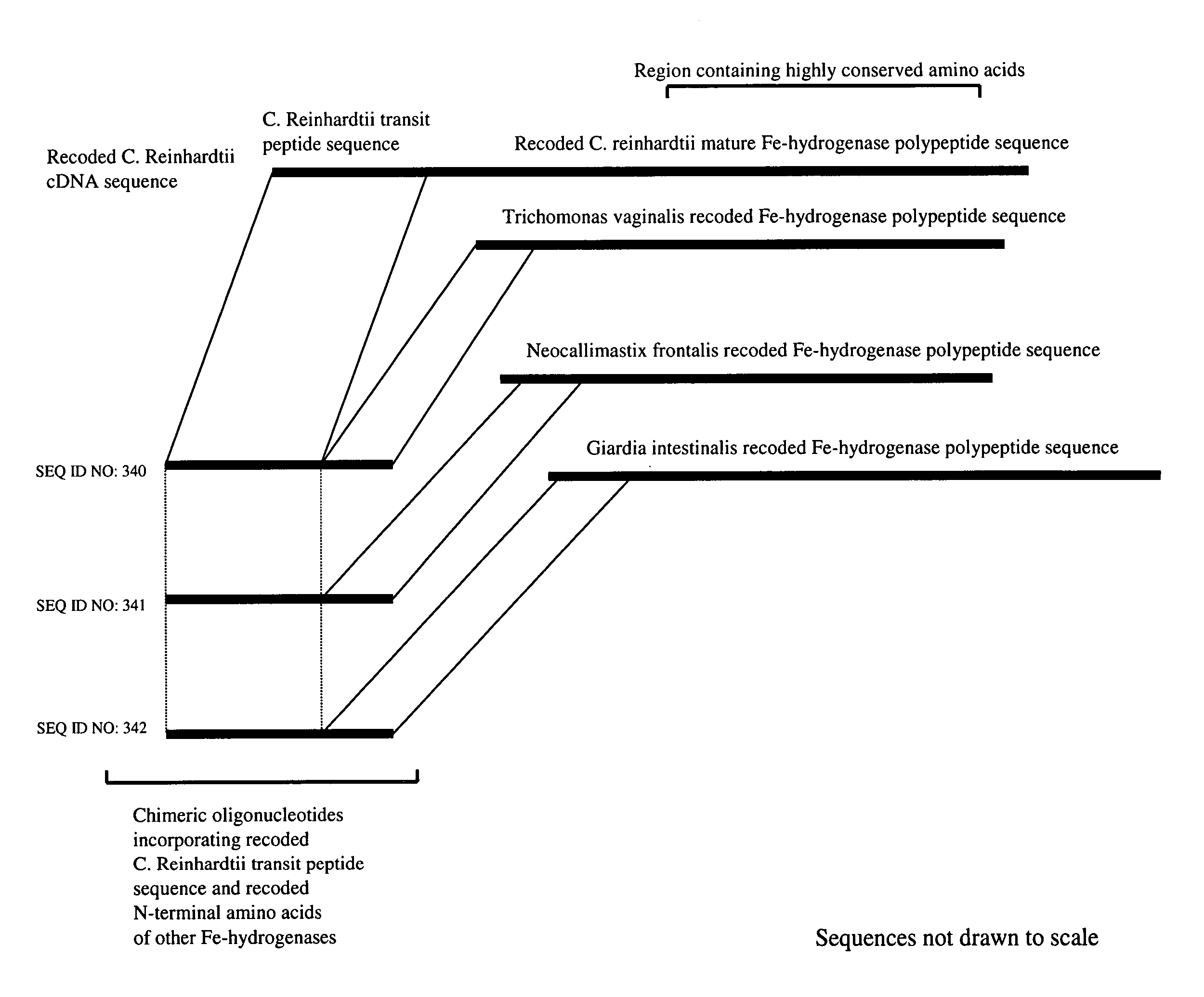 Methods and compositions for evolving hydrogenase genes