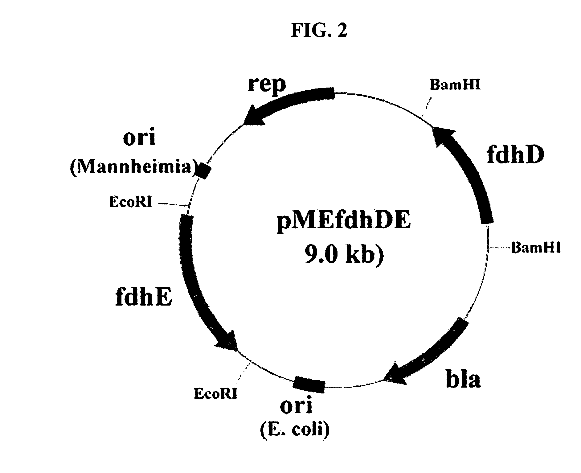 Novel gene encoding formate dehydrogenases D & E and method for preparing succinic acid using the same