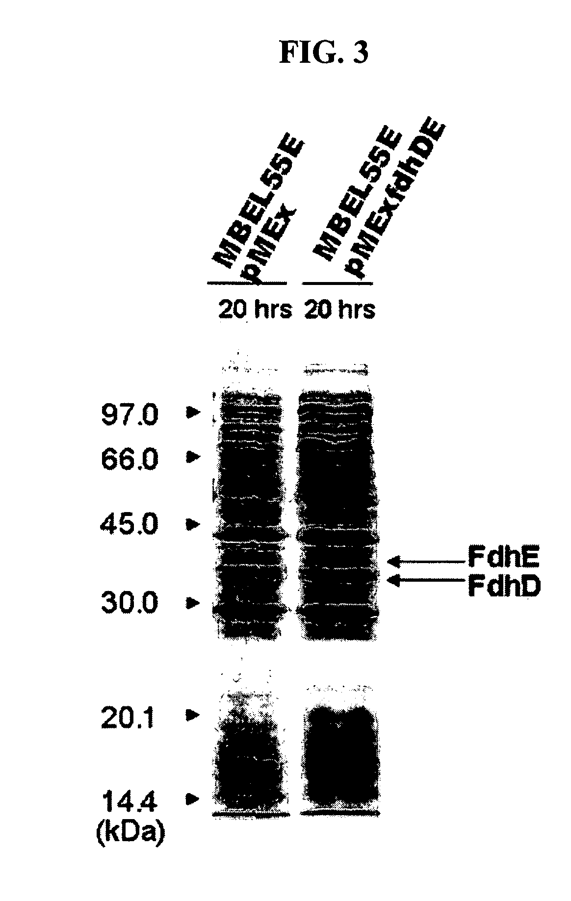 Novel gene encoding formate dehydrogenases D & E and method for preparing succinic acid using the same