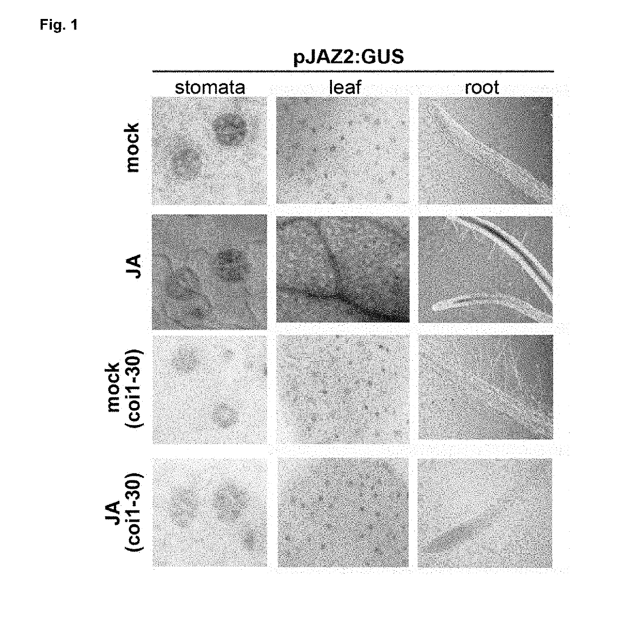 Nucleotide sequence for improving resistance against plant pathogens