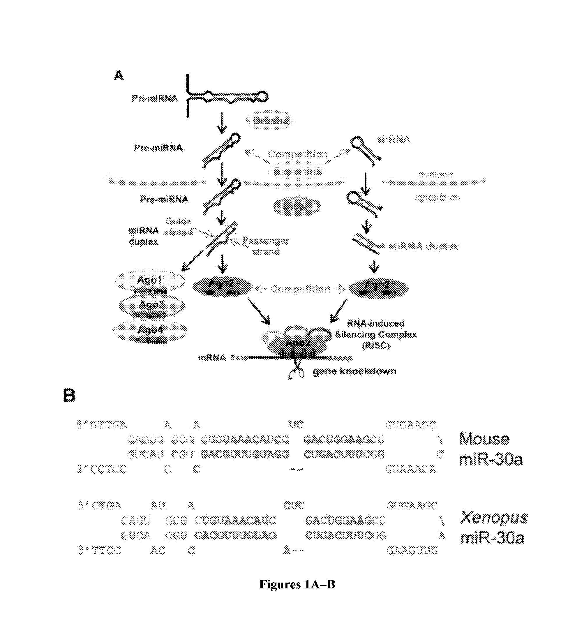 Organic small hairpin rnas