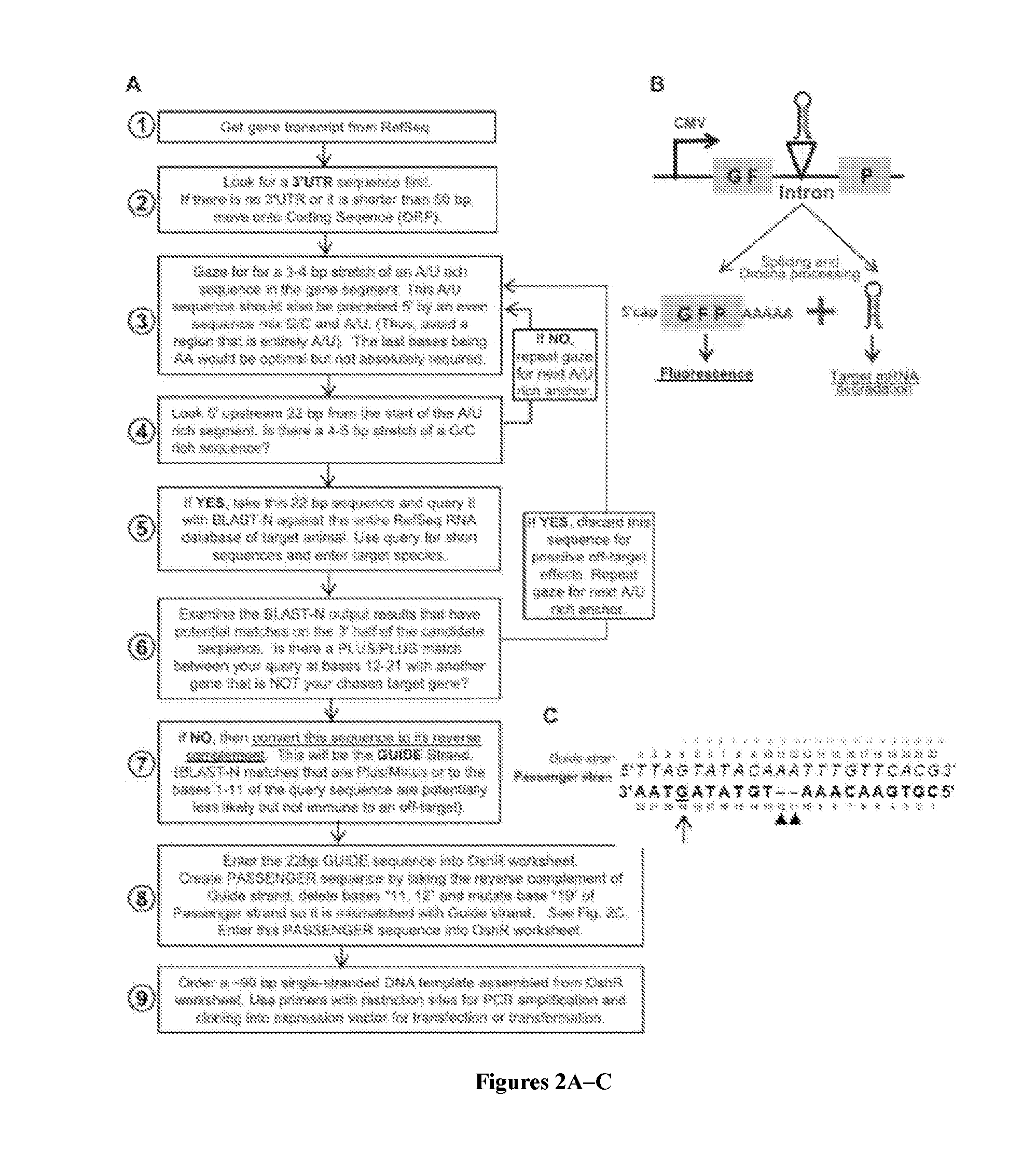 Organic small hairpin rnas