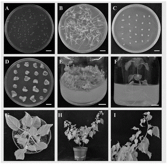 Tissue culturing method of physalis angulata