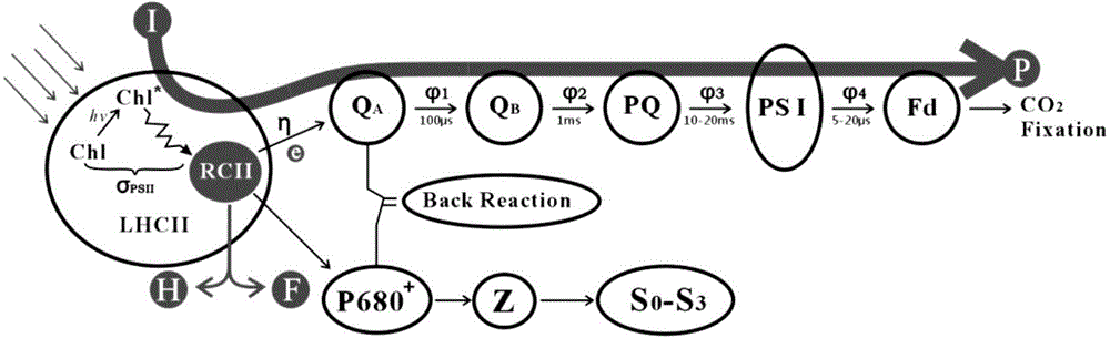 Detection apparatus and detection method of photosynthesis of phytoplankton on the basis of chlorophyll fluorescence