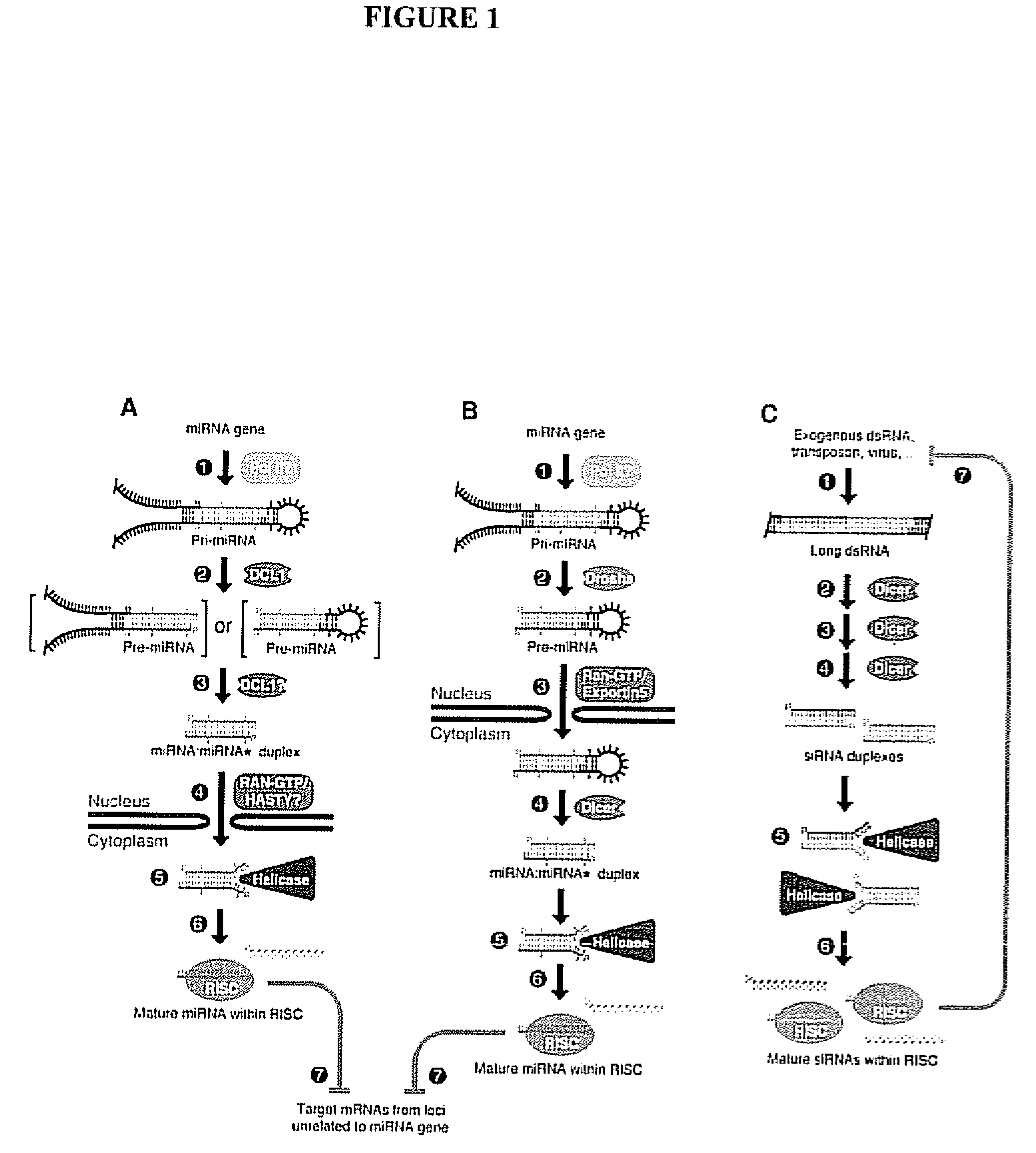 Lung cancer-related nucleic acids