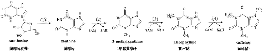 Recombinant gene engineering bacteria producing theophylline and caffeine, and construction method and application of same