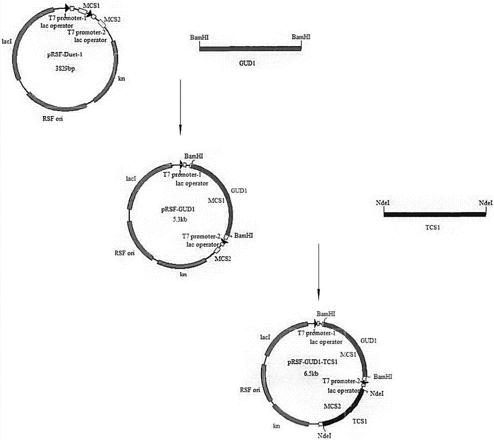 Recombinant gene engineering bacteria producing theophylline and caffeine, and construction method and application of same