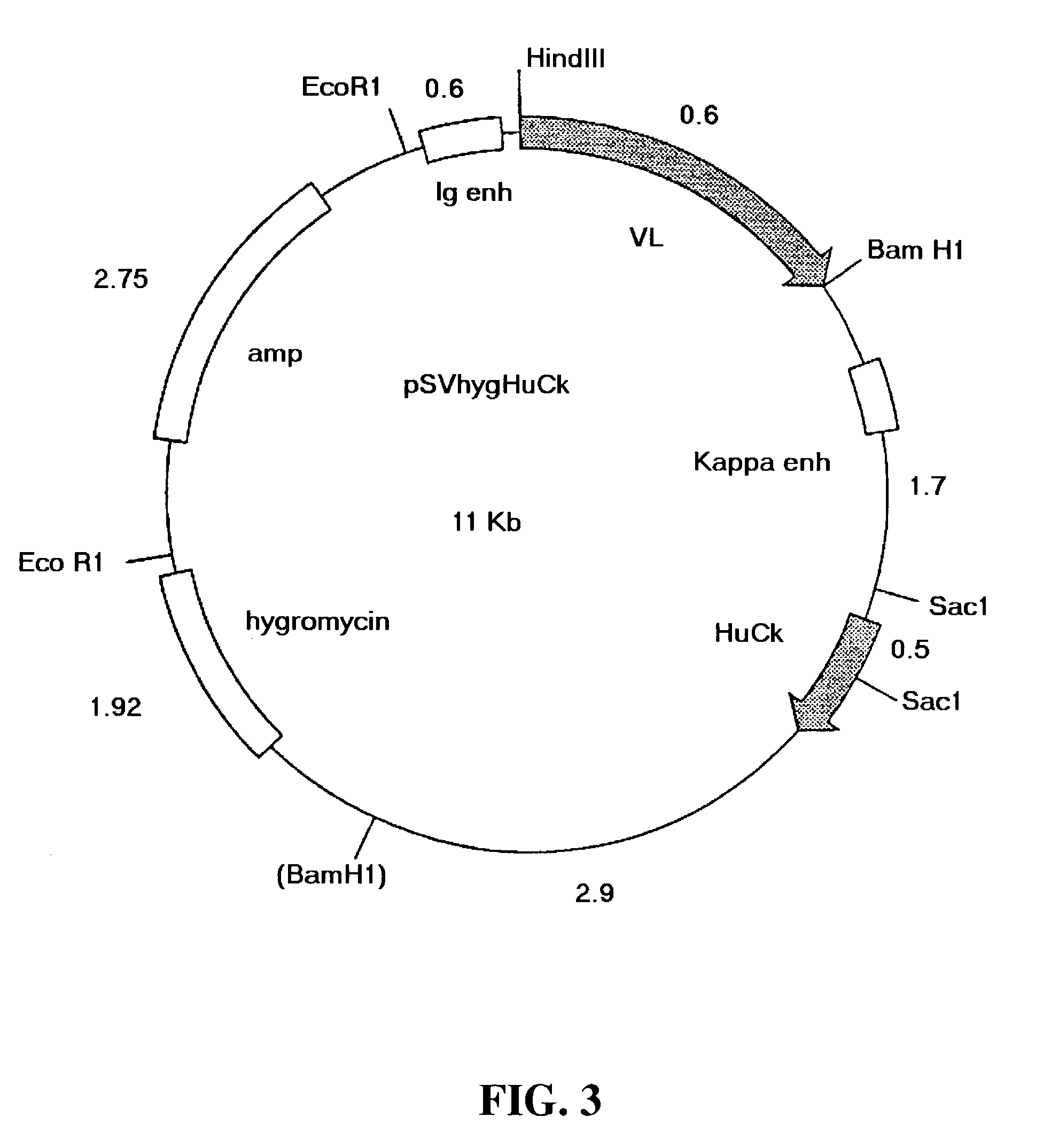 Designed deimmunized monoclonal antibodies for protection against HIV exposure and treatment of HIV infection