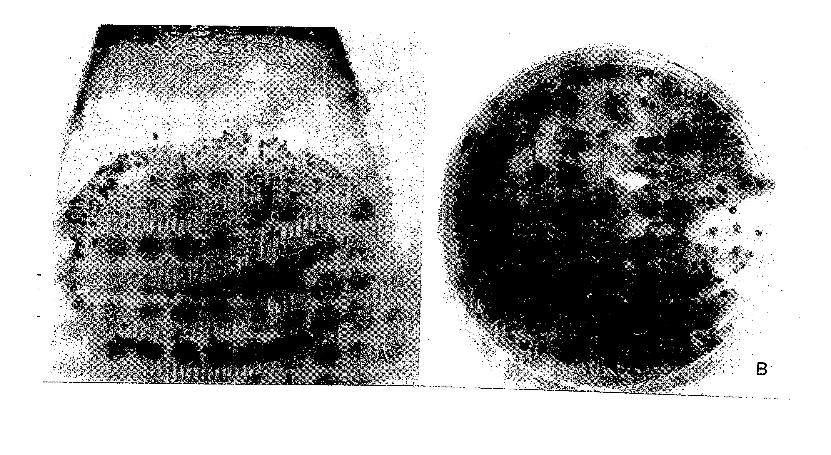 Process for producing orchid seedlings by static liquid culture