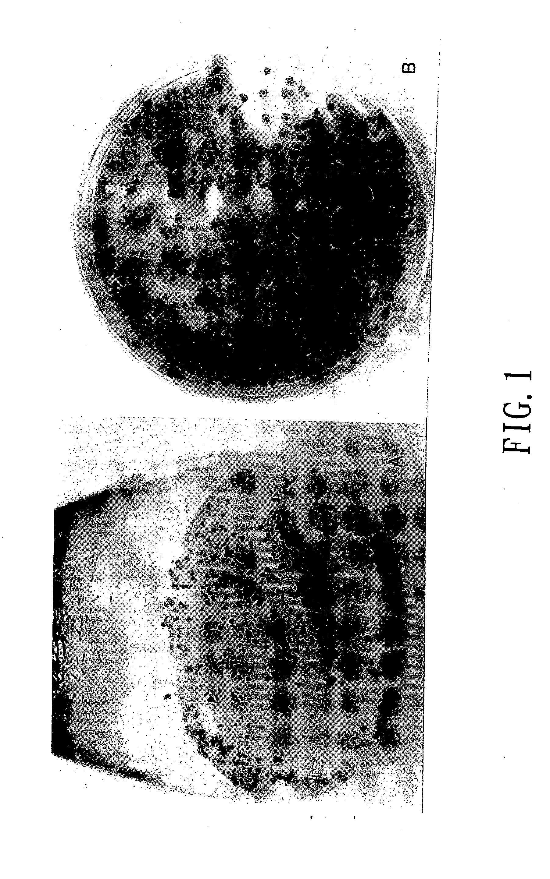 Process for producing orchid seedlings by static liquid culture