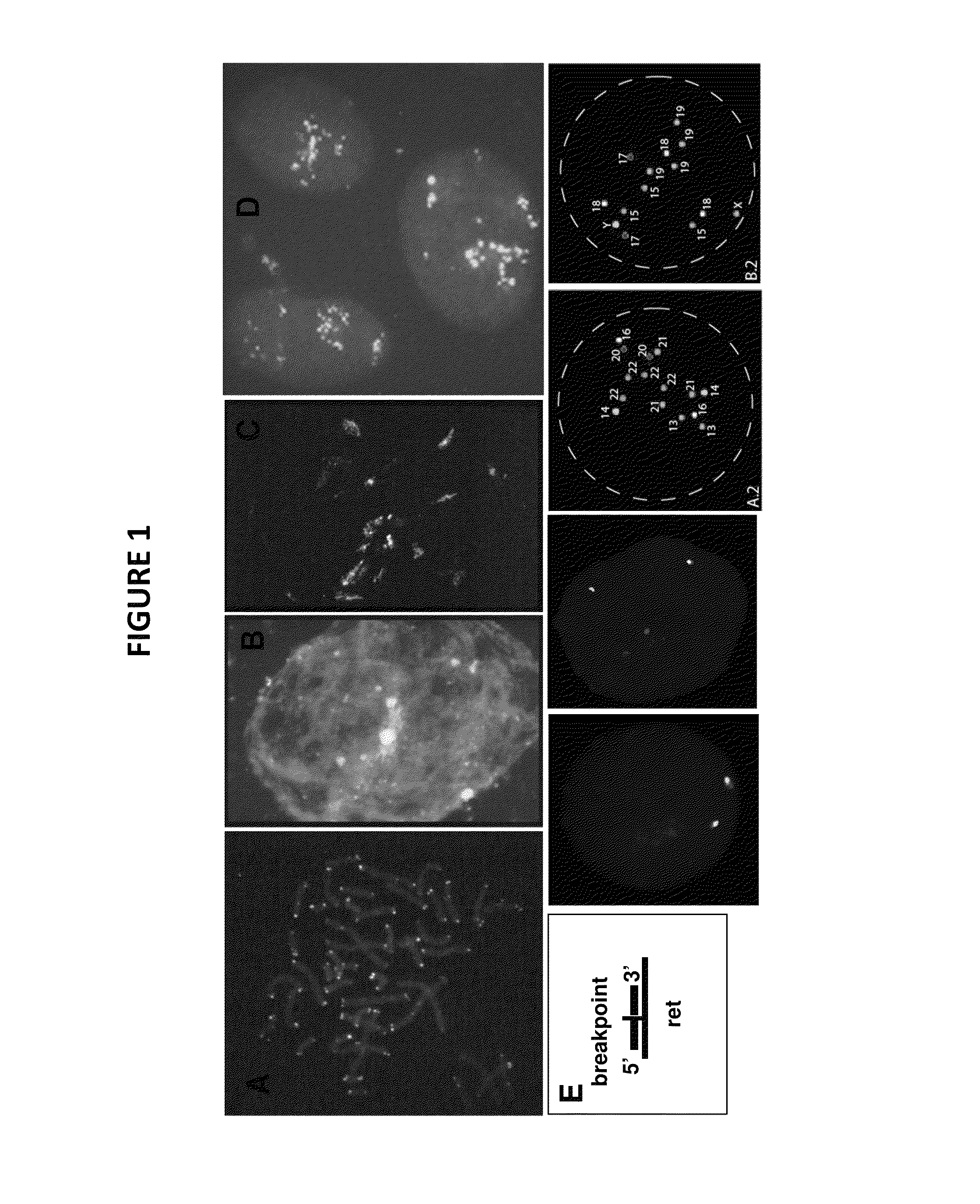 Genetic barcodes