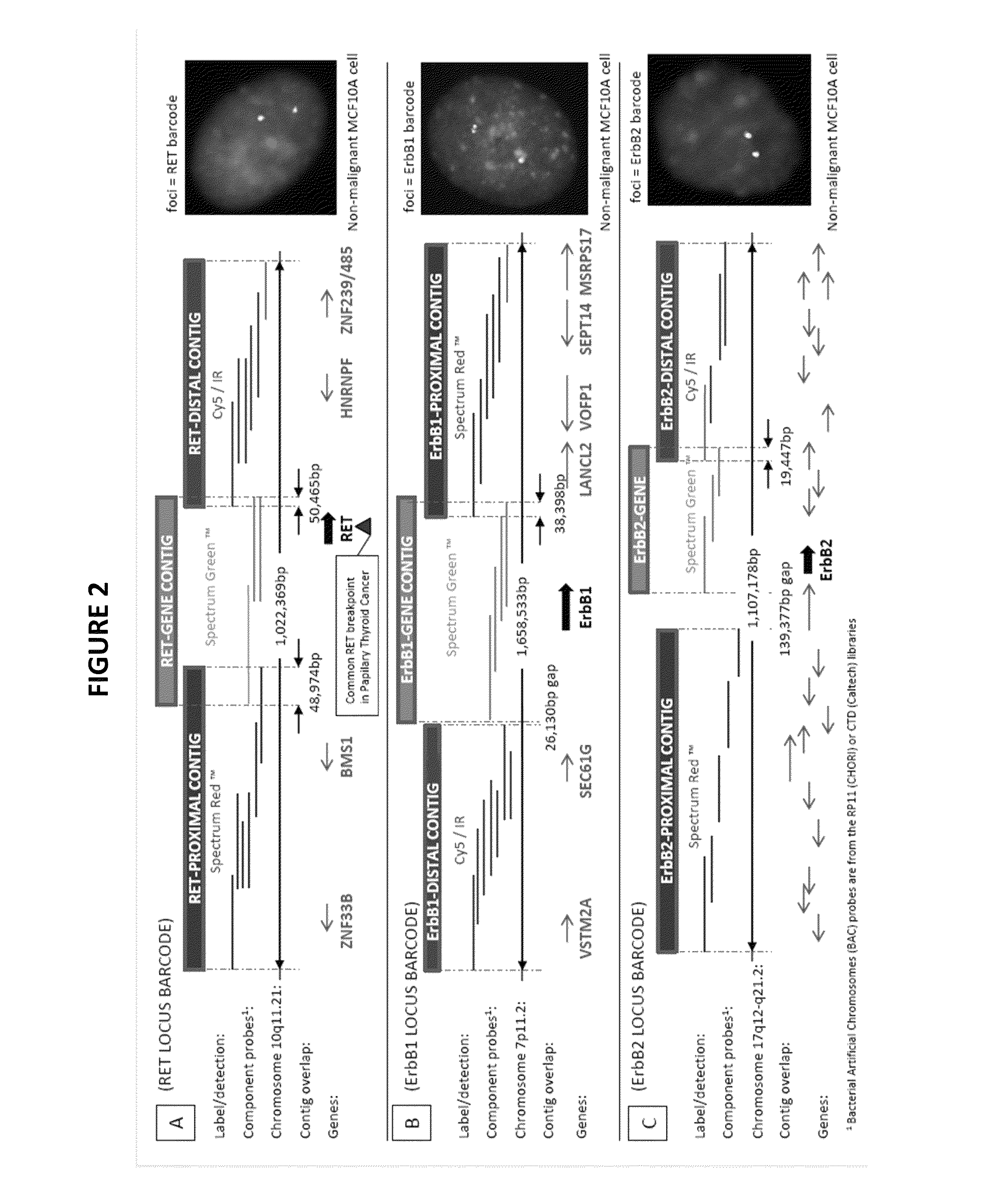 Genetic barcodes