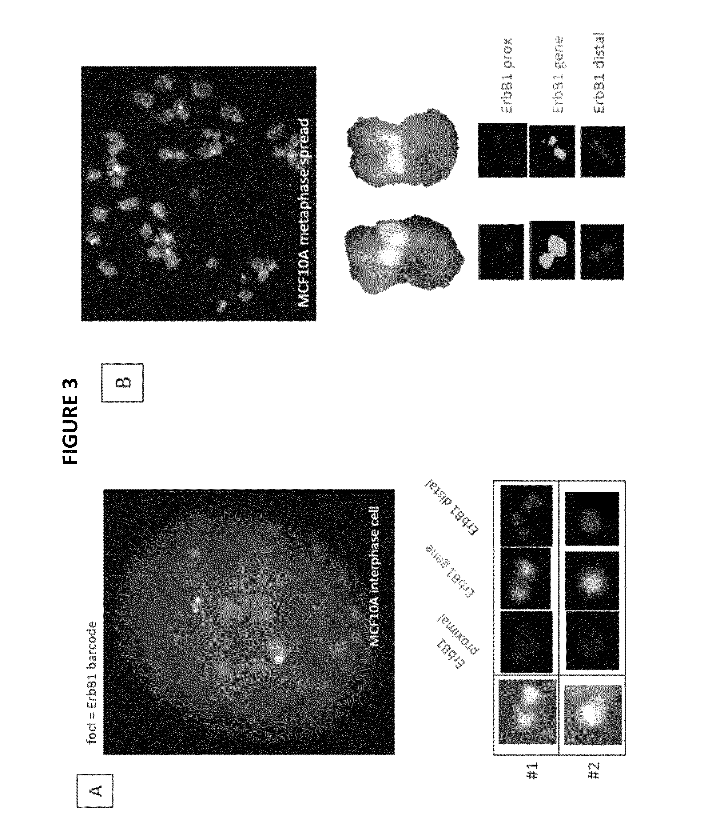 Genetic barcodes