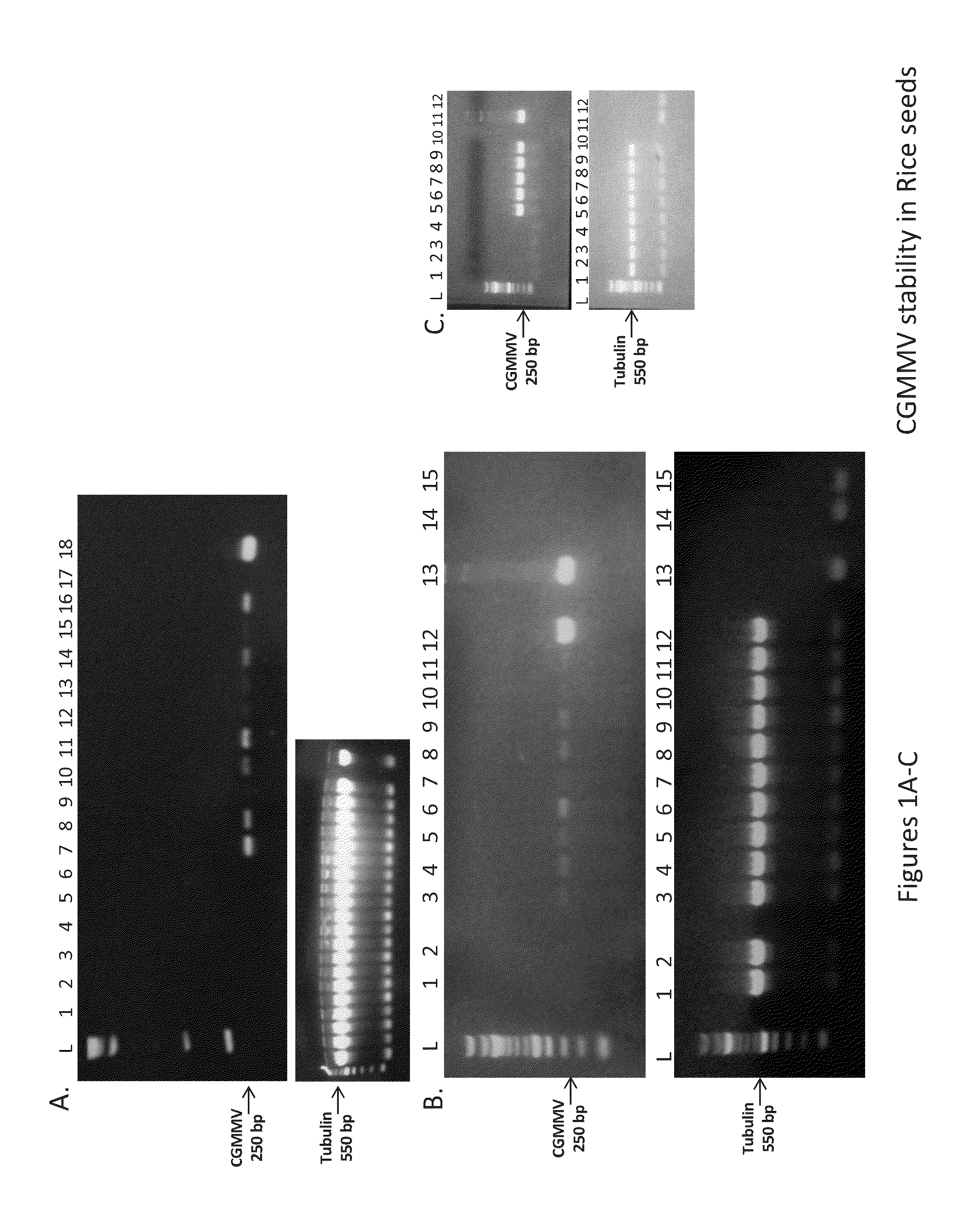 Compositions and methods for silencing gene expression