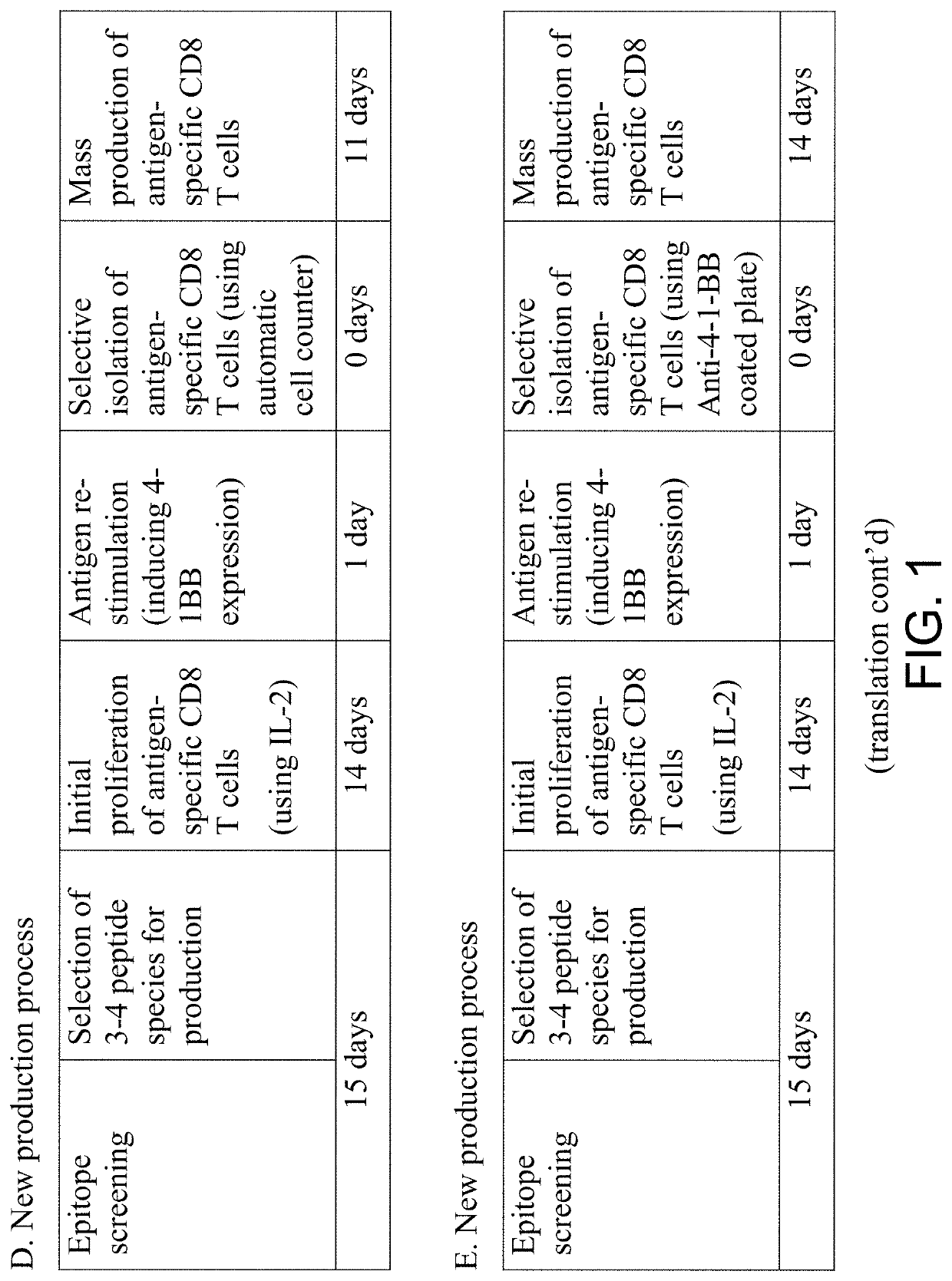 Cancer antigen specific cytotoxic t cell