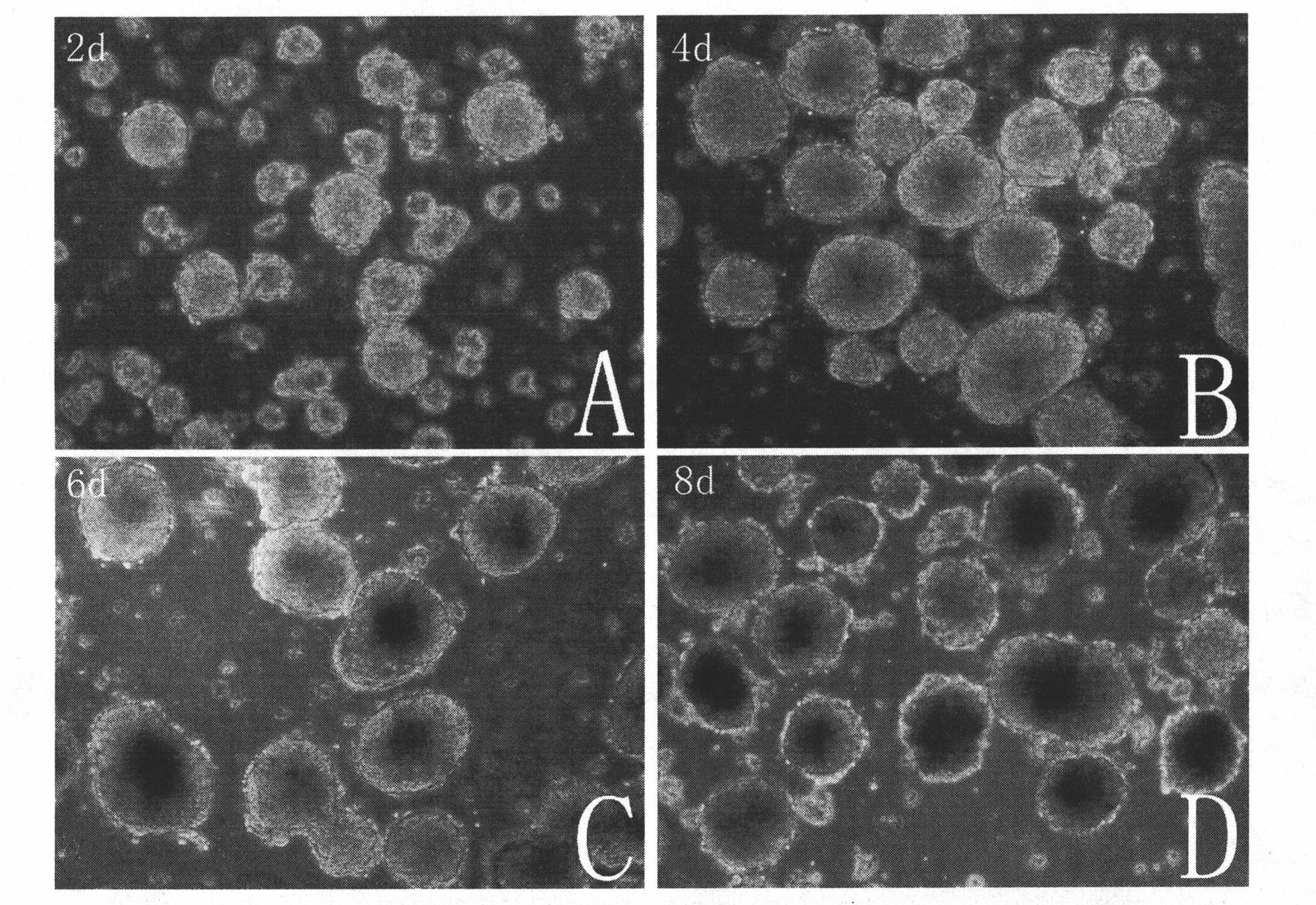 Induction factor for inducing differentiation of iPS (induced pluripotent stem) cells into cardiac muscle cells and application thereof