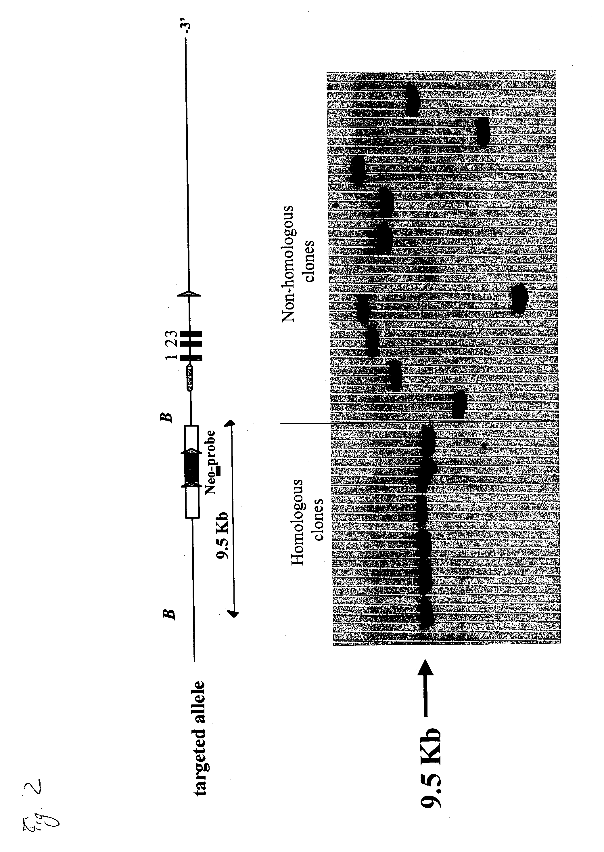 Non-human mammal with disrupted or modified MIF gene, and uses thereof