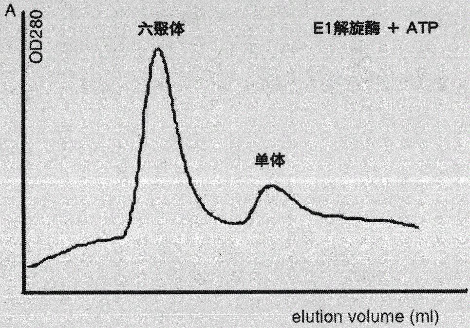 Screening method for compounds for preventing and treating human papillomavirus infection-like diseases