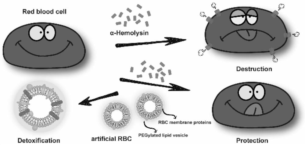 Nano artificial red blood cell and application thereof in preparation of medicine for treating bacterial infection