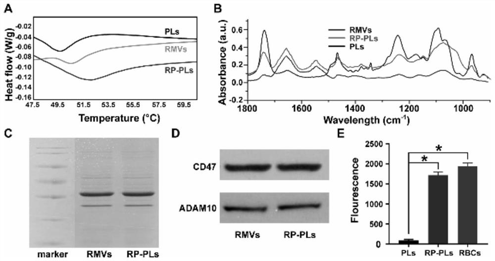 Nano artificial red blood cell and application thereof in preparation of medicine for treating bacterial infection