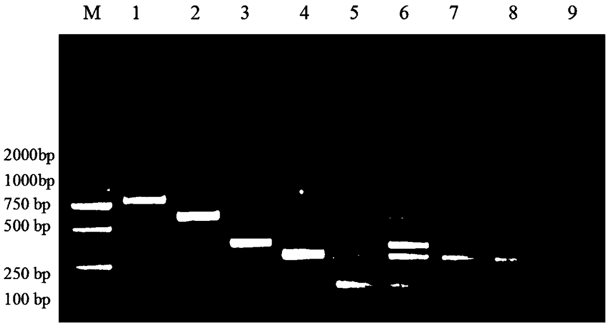 Multiple RT-PCR quick detection kit for five porcine enteroviruses and application thereof