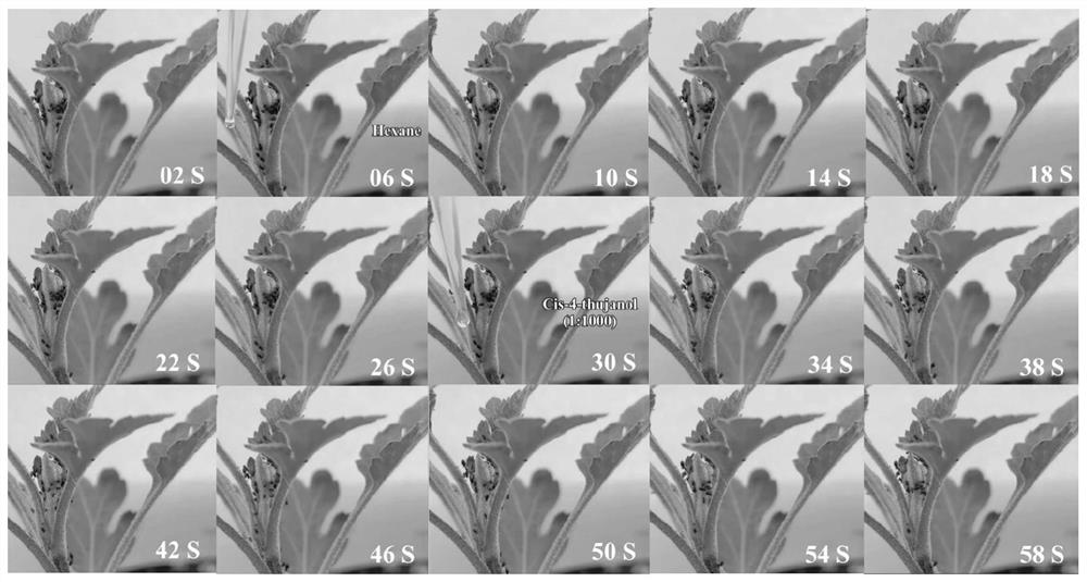 Microsiphum avenae repellent and application thereof