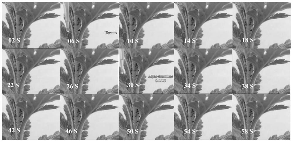 Microsiphum avenae repellent and application thereof