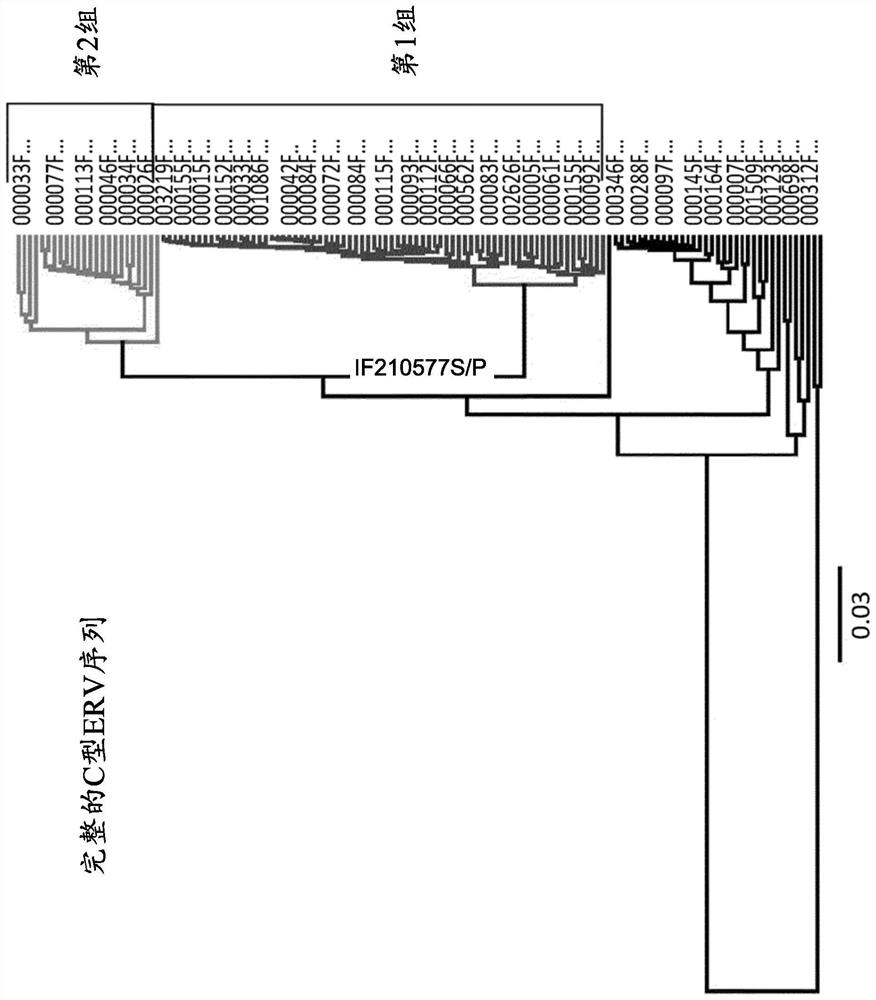 Characterization and inactivation of endogenous retroviruses in chinese hamster ovary cells