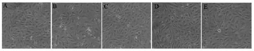 Novel broad-spectrum antibacterial peptide SAMP1-A3 and preparation method thereof