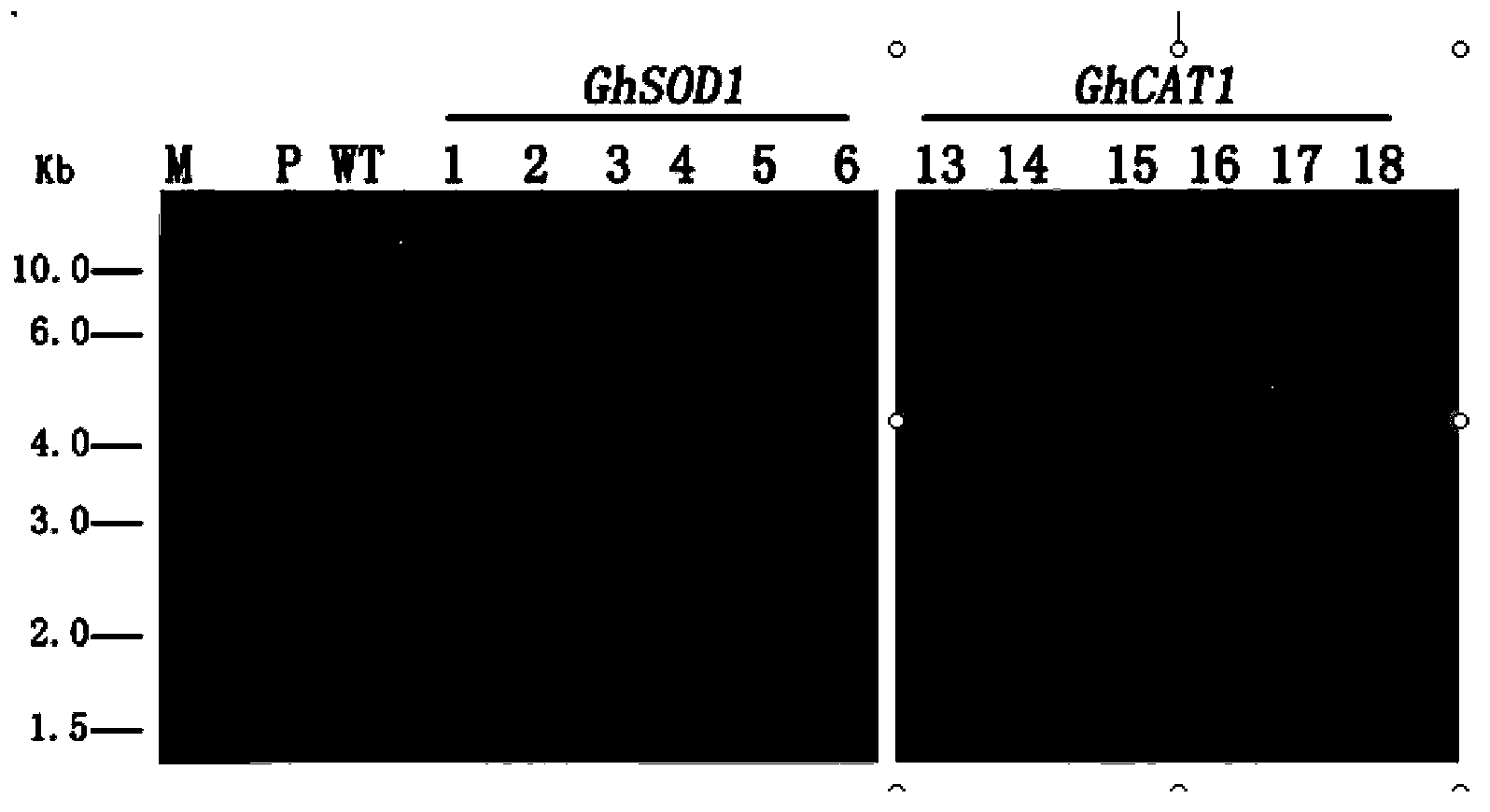 Method for cultivating resistant plant, and special protein and gene thereof