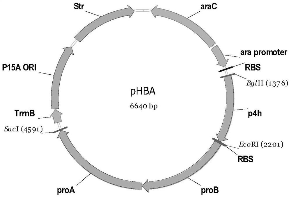 A kind of engineering bacteria producing trans-4-hydroxy-l-proline and its construction method and application