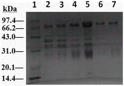 Shewanella-smarisflavi-resistant egg yolk antibody and preparation method thereof