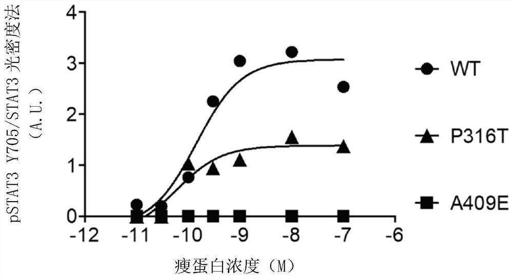 Leptin receptor agonist antibody for use in treating metabolic dysfunction or hypoleptinemia