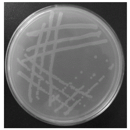 Geobacillus caldoxylosilyticus strain producing cyclodextrin glycosyltransferase