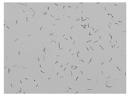 Geobacillus caldoxylosilyticus strain producing cyclodextrin glycosyltransferase