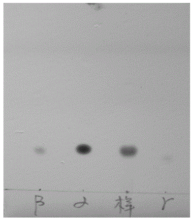 Geobacillus caldoxylosilyticus strain producing cyclodextrin glycosyltransferase