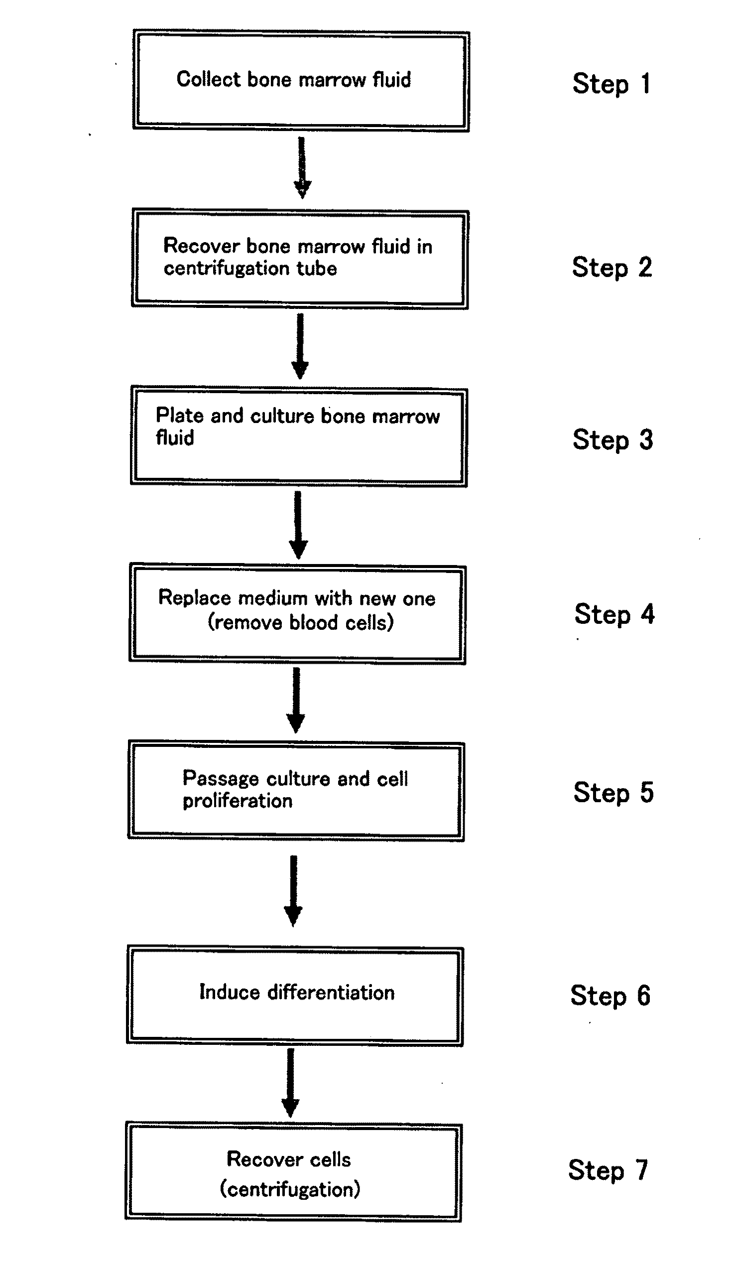 Method of preparing cell for bone tissue formation and application of cell for bone tissue formation