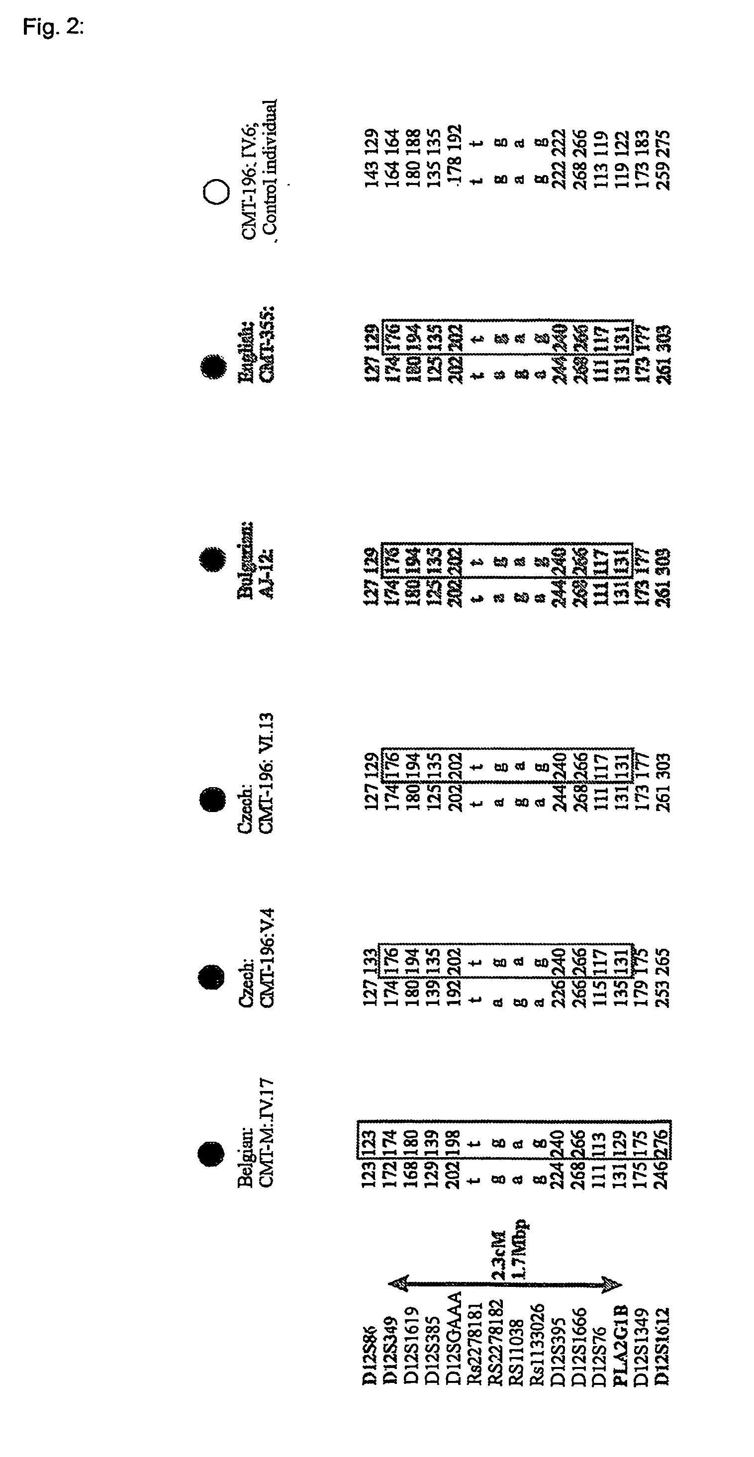 Diagnostic tests for the detection of motor neuropathy