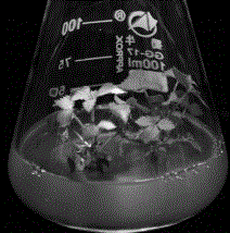 Establishment method of rosachinensis micro-propagation system