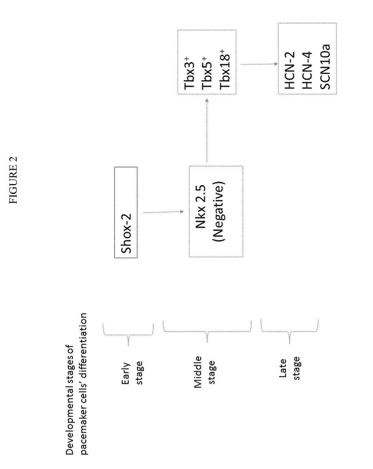 Induced pacemaker and Purkinje cells from adult stem cells