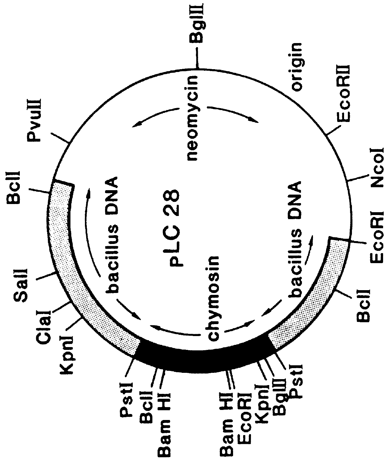 Transformed industrial bacillus strains and methods for making and using them