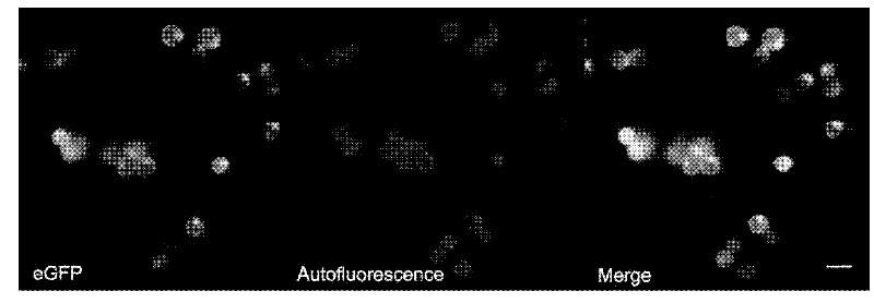 Method for performing transient expression by introducing foreign gene into poplar bioplast