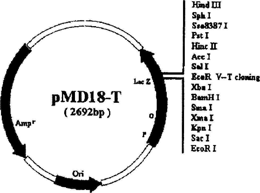 Group-B type-II Coxsackie virus gene vaccine