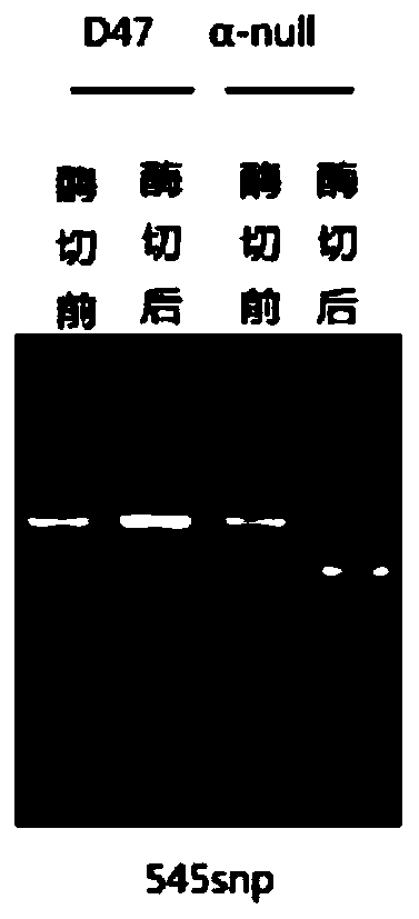 Specific CAPS molecular marker snp545 for identifying hypoallergenic specific soybean variety, method and application thereof