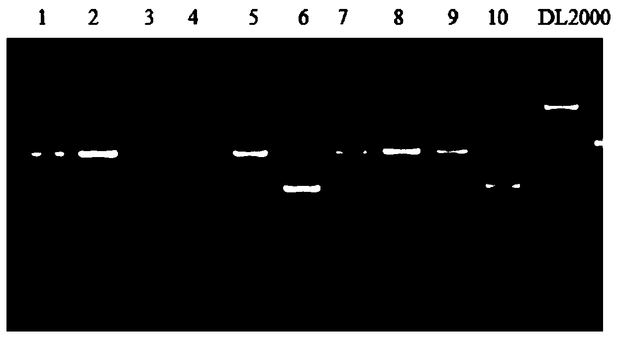 Specific CAPS molecular marker snp545 for identifying hypoallergenic specific soybean variety, method and application thereof